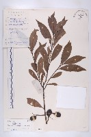 藏品(披針葉杜英)的圖片