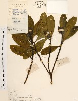 藏品(大頭茶)的圖片