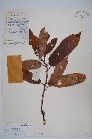 藏品(華南獼猴桃)的圖片