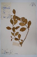 藏品(武靴藤)的圖片