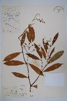 藏品(小錦蘭)的圖片