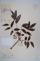 藏品(野漆、木臘樹)的圖片