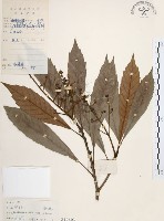 藏品(筆羅子)的圖片