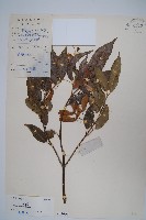 藏品(紅翅槭)的圖片