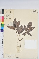 藏品(六角杜鵑)的圖片