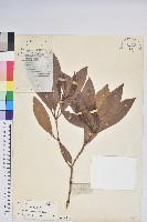 藏品(絲線吊芙蓉)的圖片