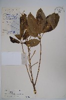 藏品(鵝掌柴、江某、鴨腳樹)的圖片