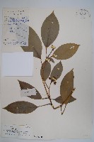 藏品(臺灣樹參)的圖片