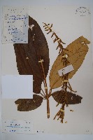 藏品(穗序鵝掌柴)的圖片