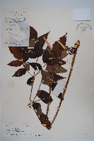 藏品(長刺蔥木)的圖片