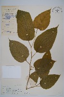 藏品(闊葉八角楓)的圖片