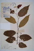 藏品(小花八角楓)的圖片