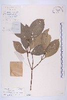 藏品(香港四照花)的圖片