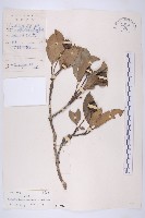 藏品(尖葉四照花)的圖片