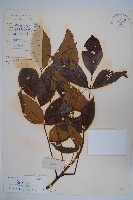 藏品(鹽膚木)的圖片