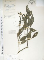 藏品(飛龍掌血)的圖片
