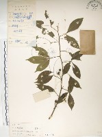 藏品(飛龍掌血)的圖片