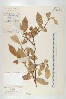 藏品(角花胡頹子)的圖片