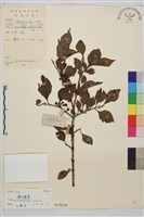 藏品(薄葉鼠李)的圖片