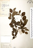 藏品(馬甲子)的圖片