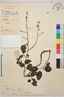 藏品(多花勾兒茶, 多花黃鱔藤)的圖片