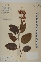 藏品(雷公藤)的圖片