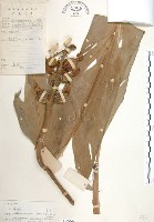 藏品(月桃、艷山姜、玉桃)的圖片