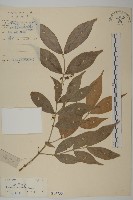 藏品(大丁黃)的圖片