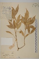 藏品(中國衛矛)的圖片