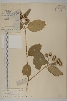 藏品(狹葉衛矛)的圖片