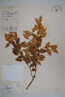 藏品(威氏冬青)的圖片