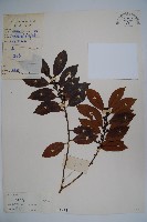 藏品(三花冬青)的圖片