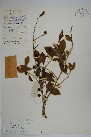 藏品(鼠李冬青、滿樹星)的圖片