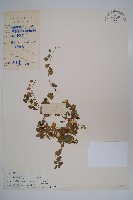 藏品(普剌特草)的圖片