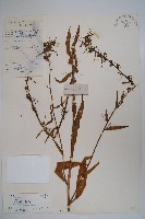 藏品(東南山梗菜)的圖片