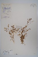 藏品(半邊蓮、鐮磨仔草)的圖片