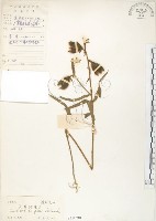 藏品(長萼野百合)的圖片