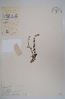 藏品(短柄半邊蓮)的圖片