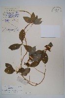 藏品(羊乳、四葉參)的圖片