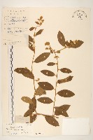 藏品(細脈斑鳩菊、毒根斑鳩菊)的圖片