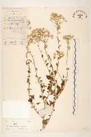 藏品(一枝香)的圖片