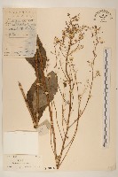 藏品(高苞苣)的圖片