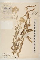 藏品(紅面番)的圖片