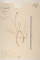 藏品(香茹)的圖片