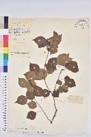 藏品(烏臼)的圖片