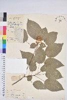 藏品(扛香藤)的圖片