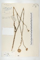 藏品(川續斷)的圖片