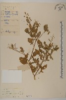 藏品(魚眼菊)的圖片