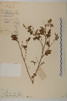 藏品(油菊、野菊)的圖片