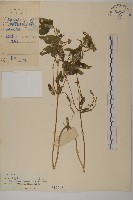 藏品(異芒菊)的圖片